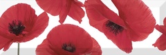 Dec. Poppy XX |15x45