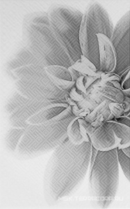 Декор Gracia ceramica Камелия Декор  черн. 03 25x40 010301001886