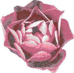 Rosa Rosa ZZ |343x337