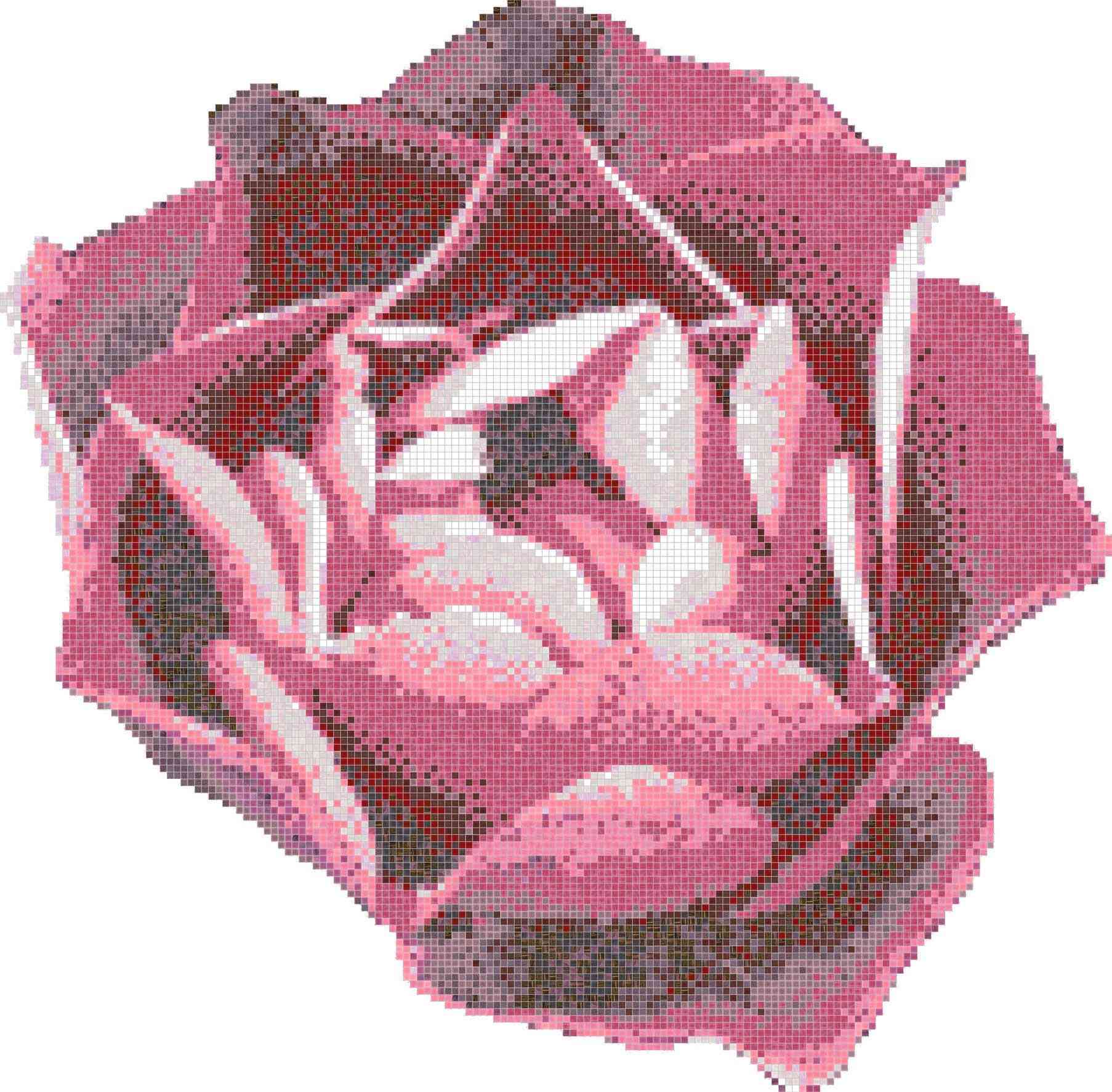 Rosa Rosa ZZ |343x337