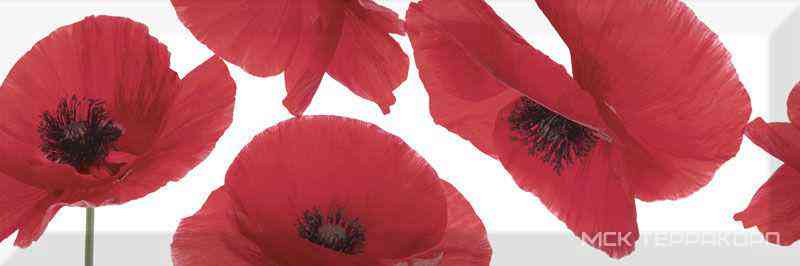 Dec. Poppy XX |15x45