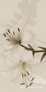 Керамическая плитка для стены Gardenia Orchidea Gioia  Decoro Lilium (6pz) ZZ60x120 PF09651