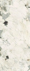 Pat Wh6 278 LP  120x278