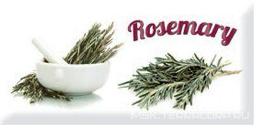 Decor Modern Rosemary ZZ |10x20