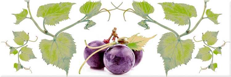 Decor Grapes 03 XX |10x30