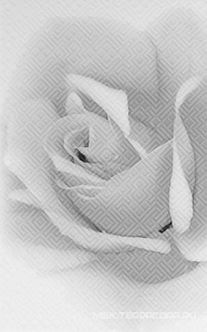 Декор Gracia ceramica Камелия Декор  Роза черн. 02 25x40 010301001885