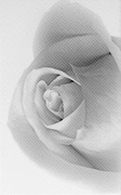 Декор Камелия Роза черн. 01 ZZ 25x40