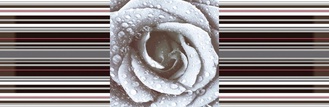 Dec. Rose 02 XX |15x45